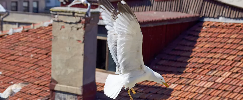 Residential Chimney Animal Removal Solution in Martinsburg, WV