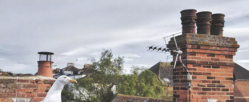 Chimney Cleaning And Restoration in Martinsburg, West Virginia